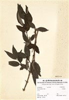藏品(大葉溲疏)的圖片